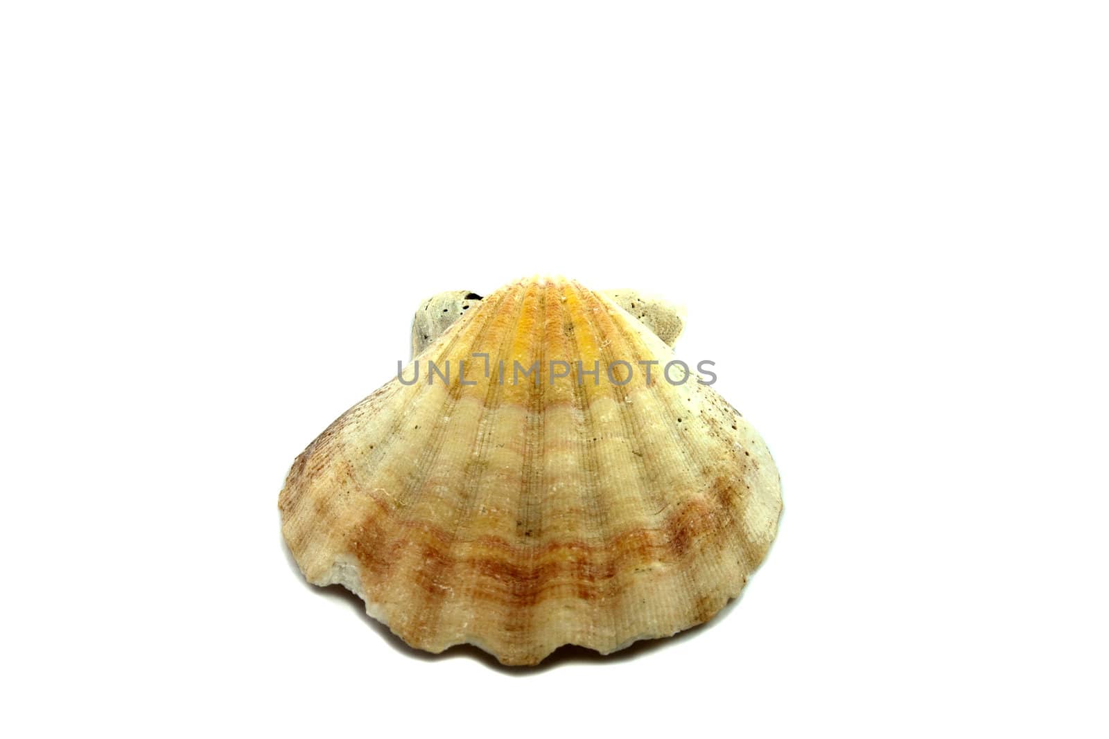 an sea Shell on a white background