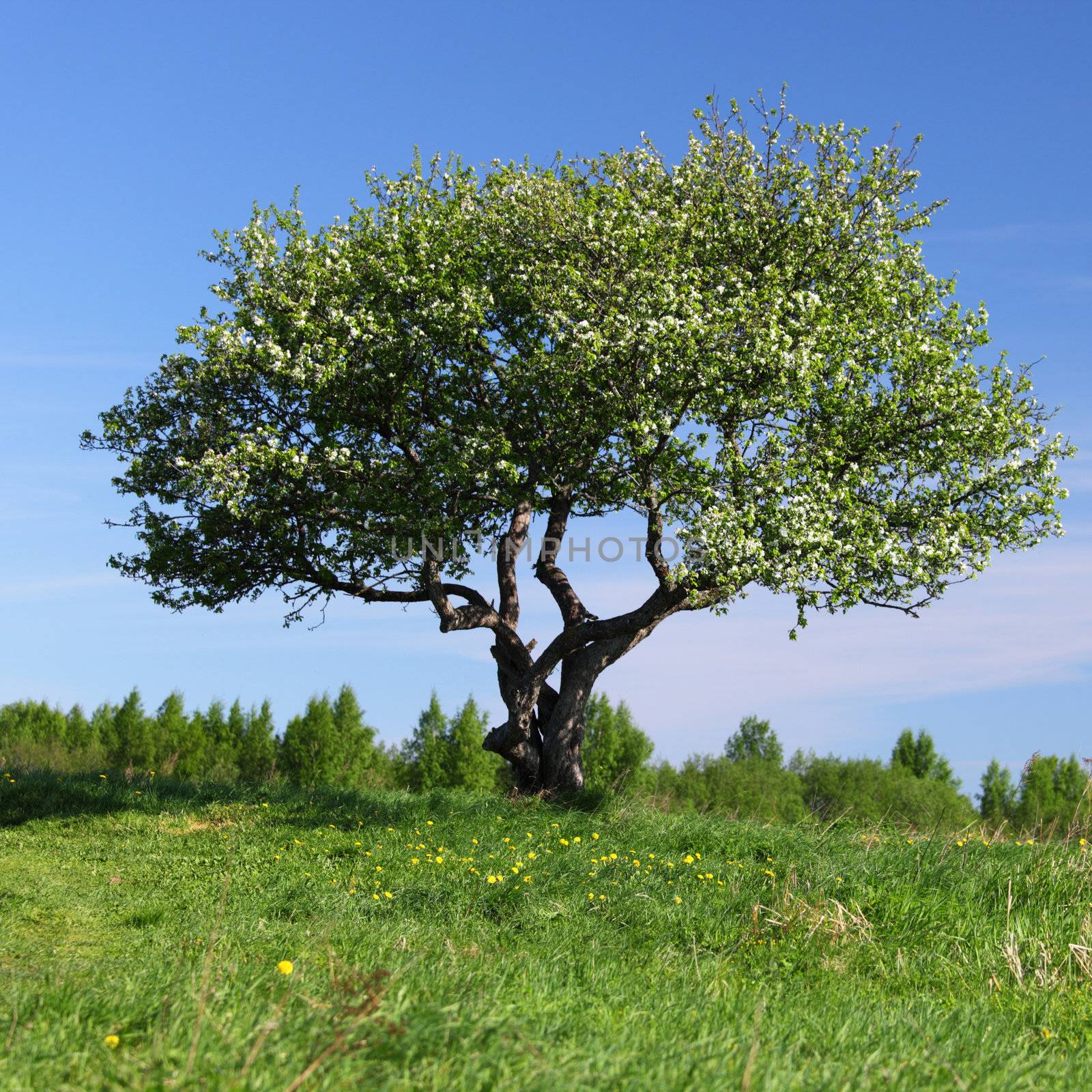 alone tree on green grass field