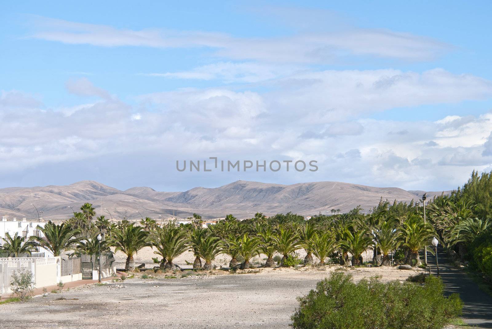  Volcanic landscape, palm trees and blue sky, Costa Calma, Fuerteventura, Spain