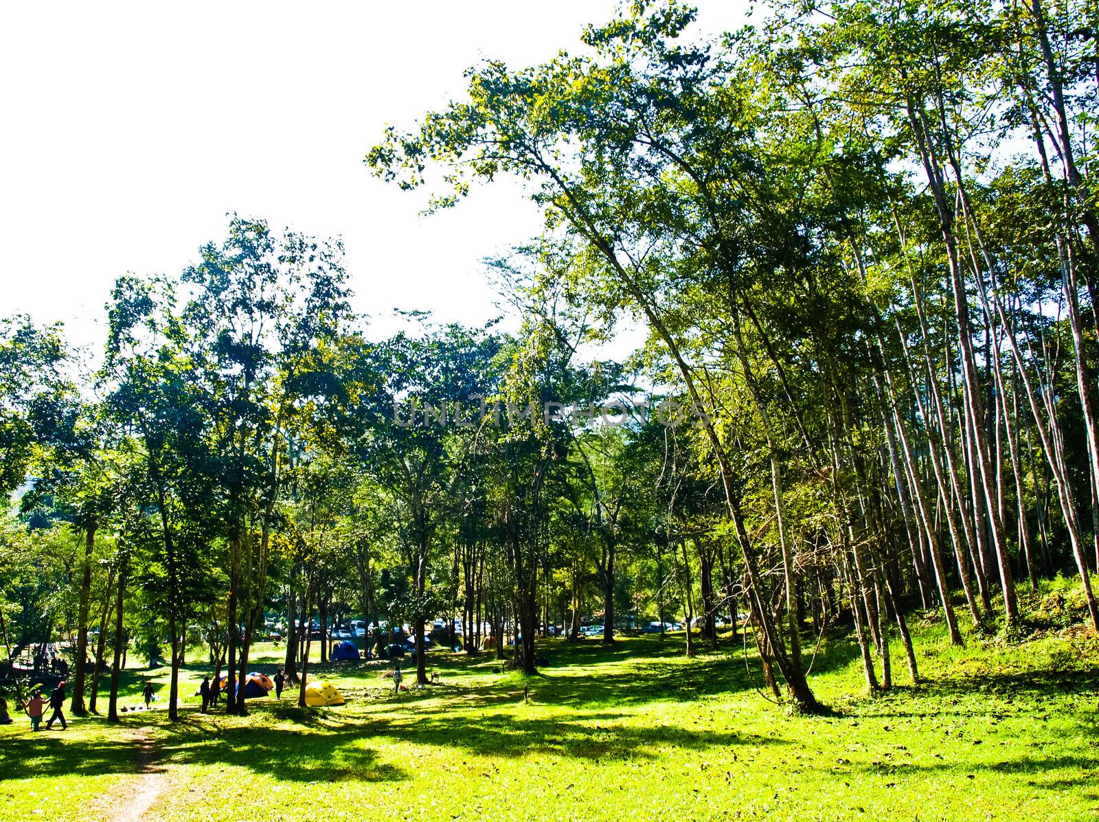 Camping field in the forest of Huay Nam Dung Natonal Park in Chi by gururugu