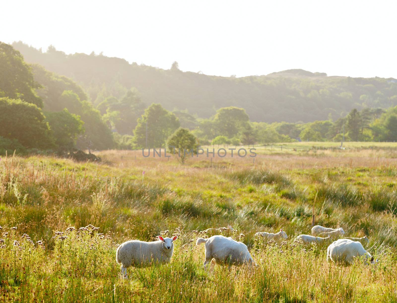 Sheeps at a pasture in Scotland