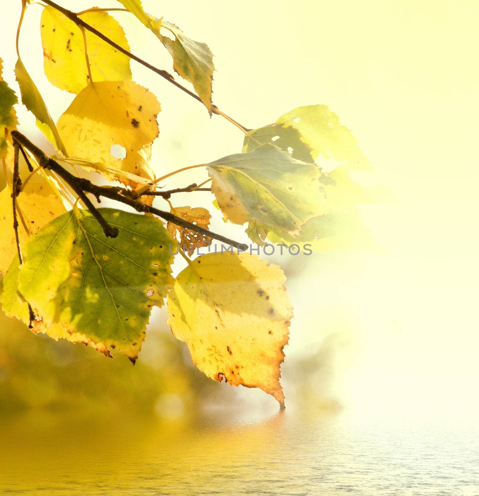 leaves of birch and sunny day over water