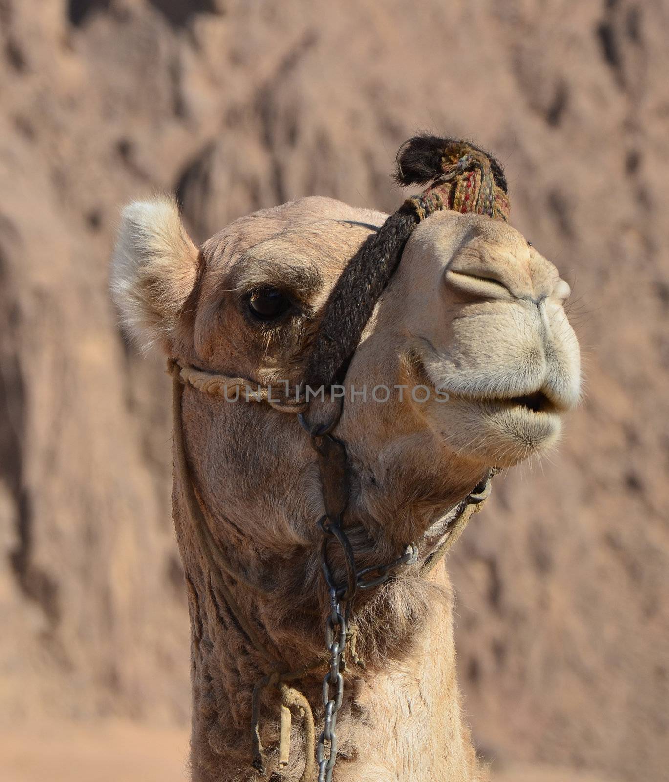 Portrait of a camel in the desert 