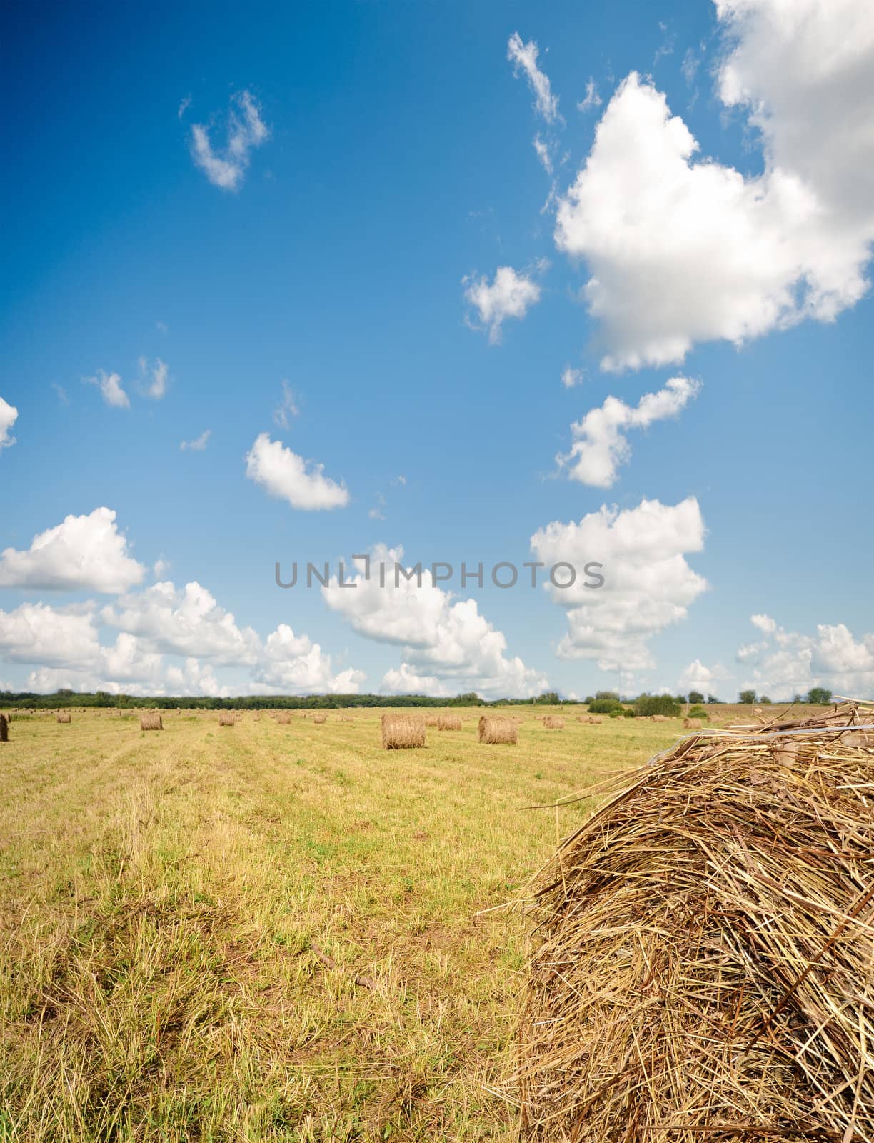 Amazing golden hay bales under sky