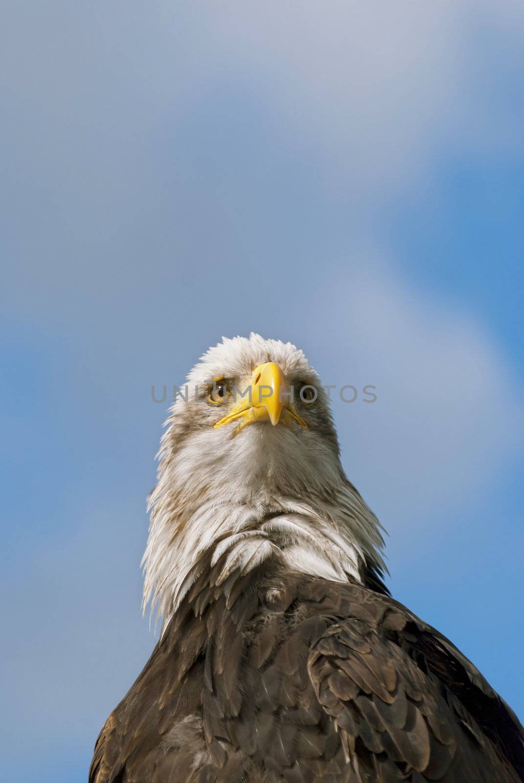 Bald Eagle (Haliaeetus leucocephalus), a bird of prey found in North America, on blue sky background