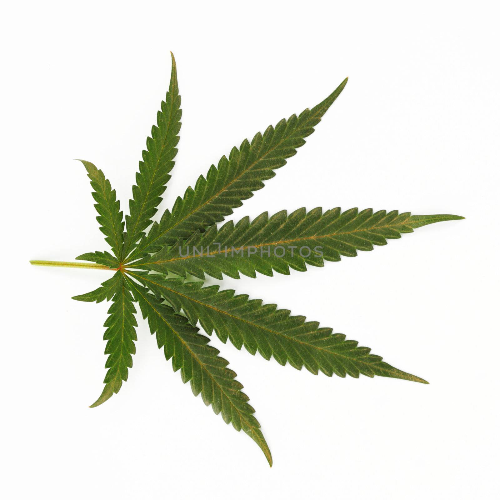 cannabis leaf isolated on white background
