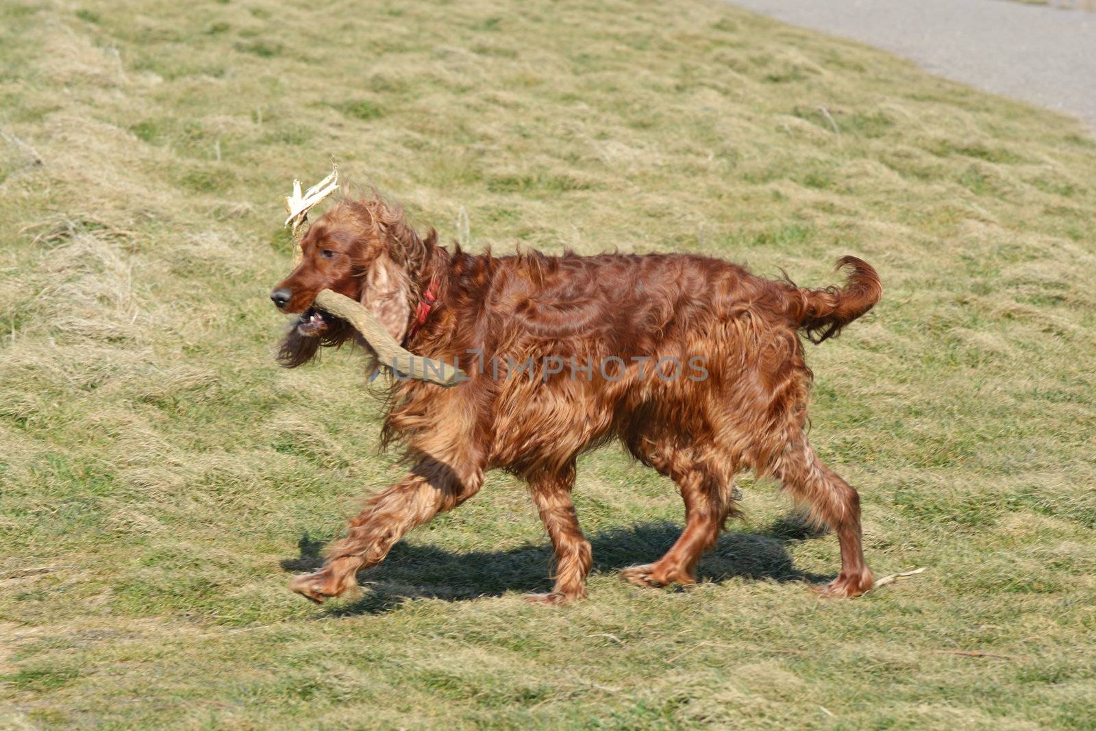 Red Setter walking with stick