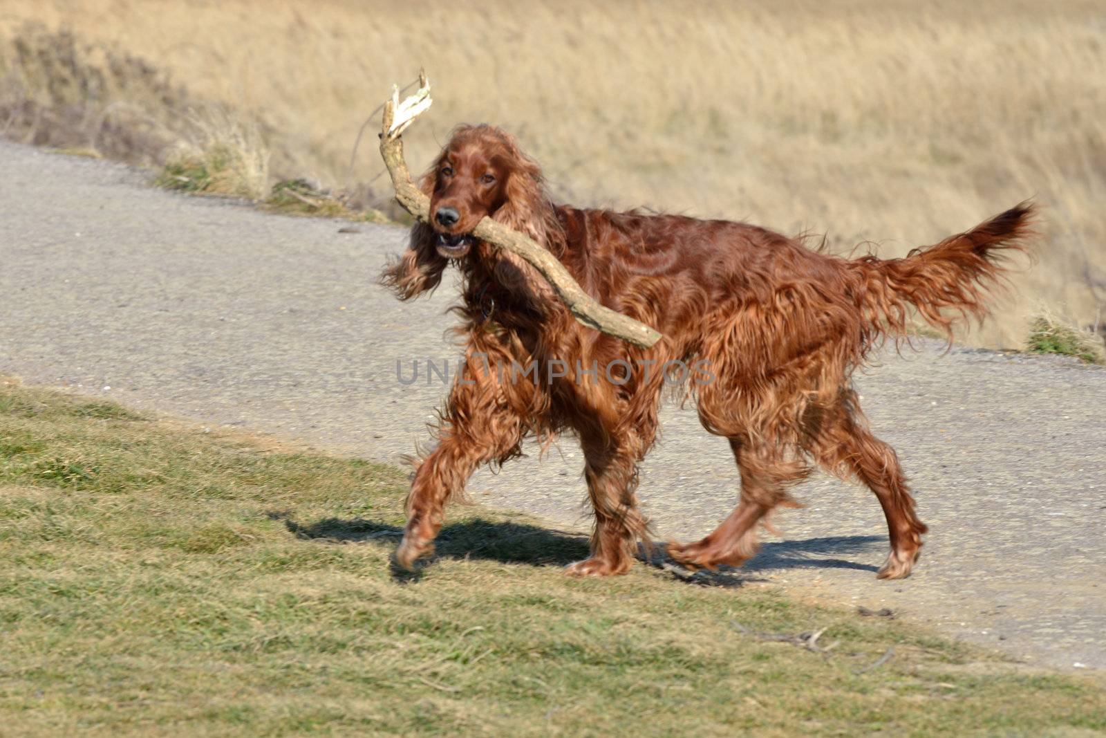 Red Setter with Big stick