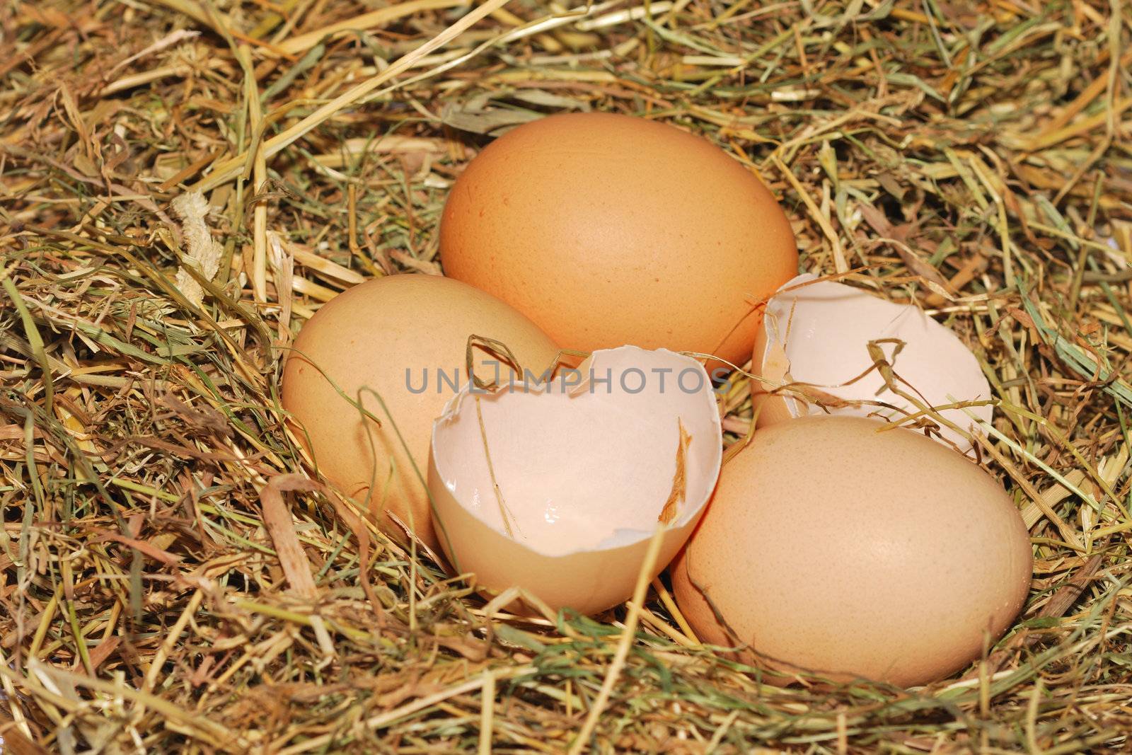 Eggs on straw base