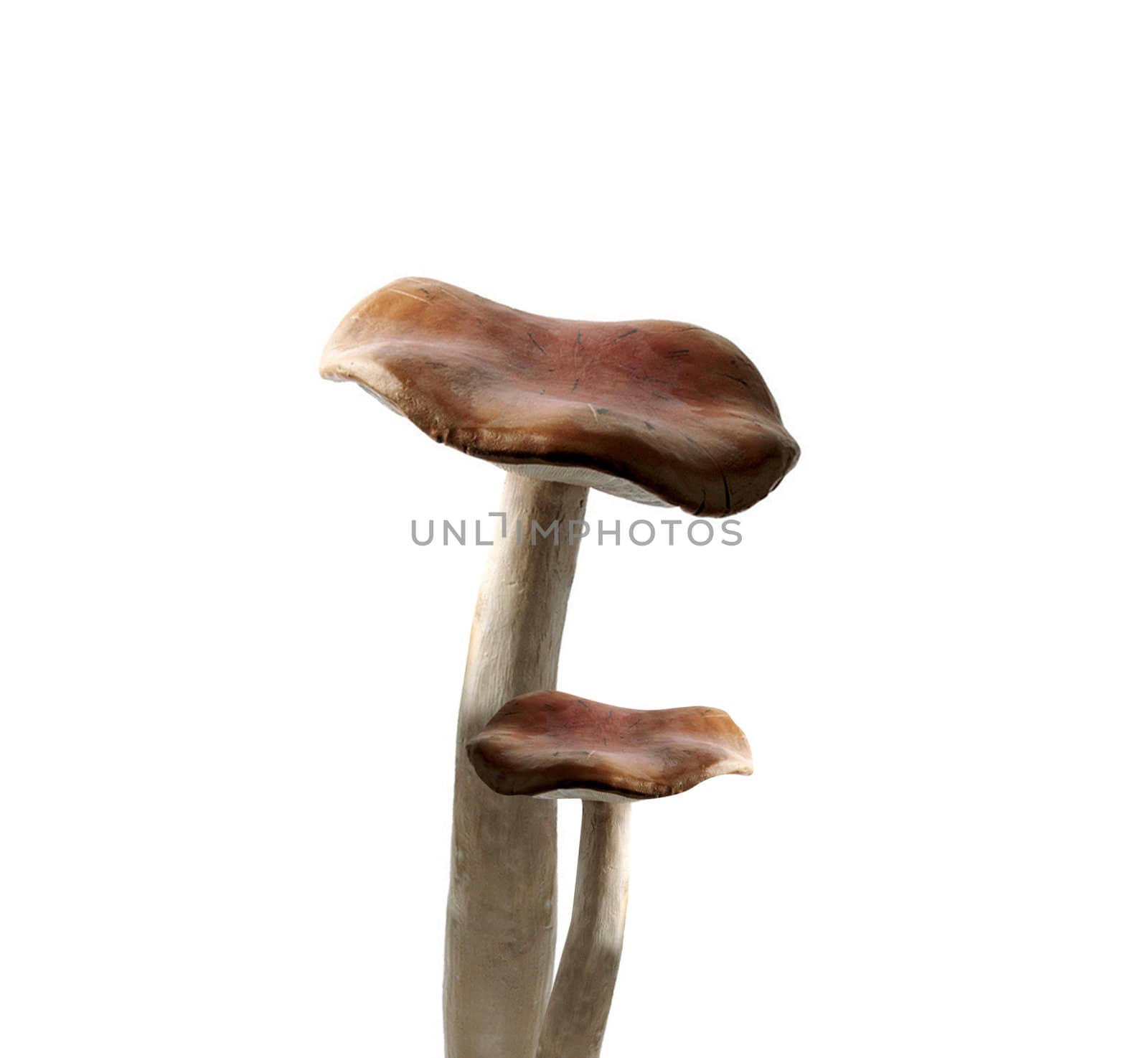 Mushrooms