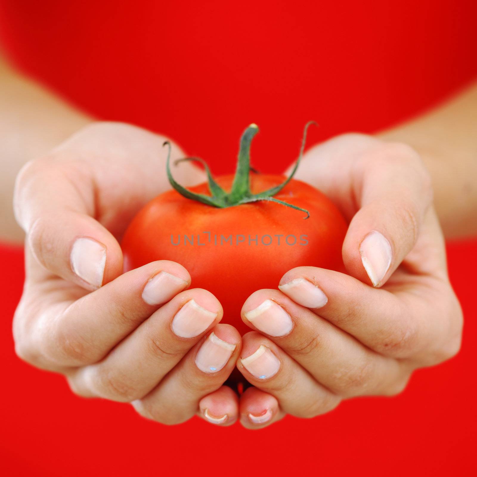 tomato in woman hands close up