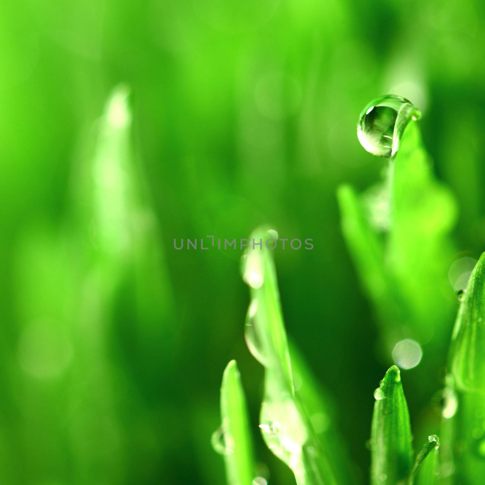 water drops on grass blade nature background