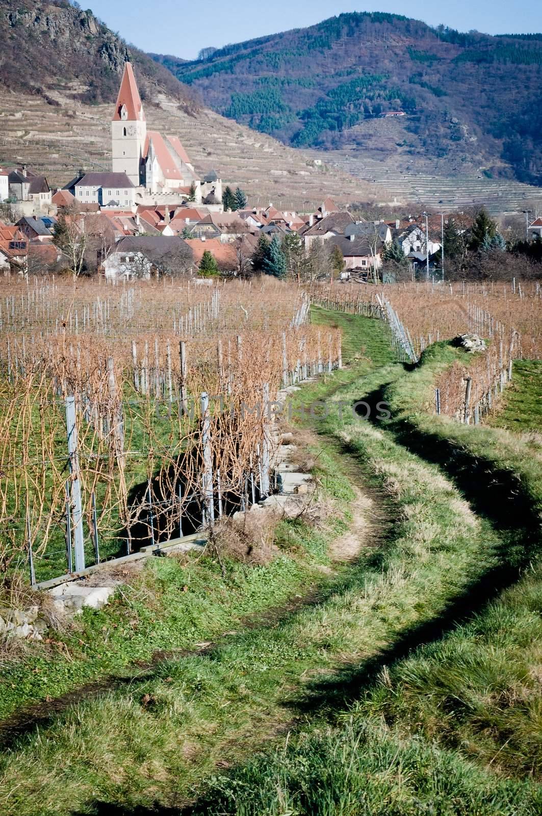 Path through vineyard leading to a village in danube valley