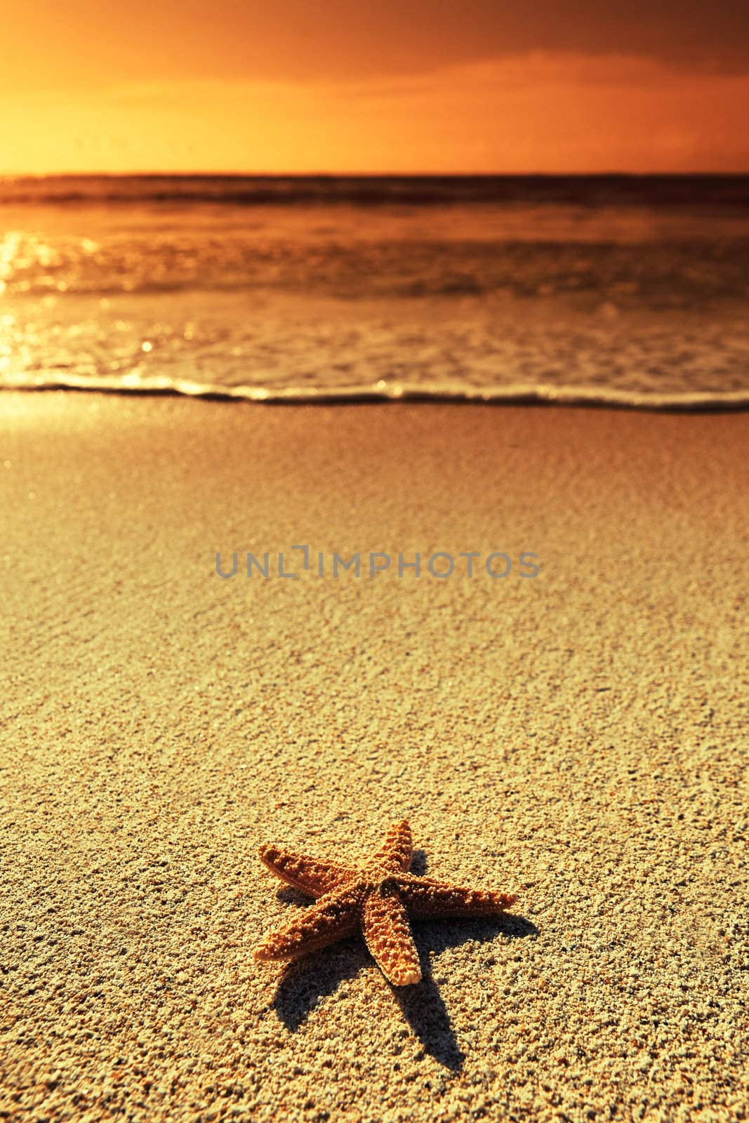 Summer vacations - starfish on sunset sea sand beach 