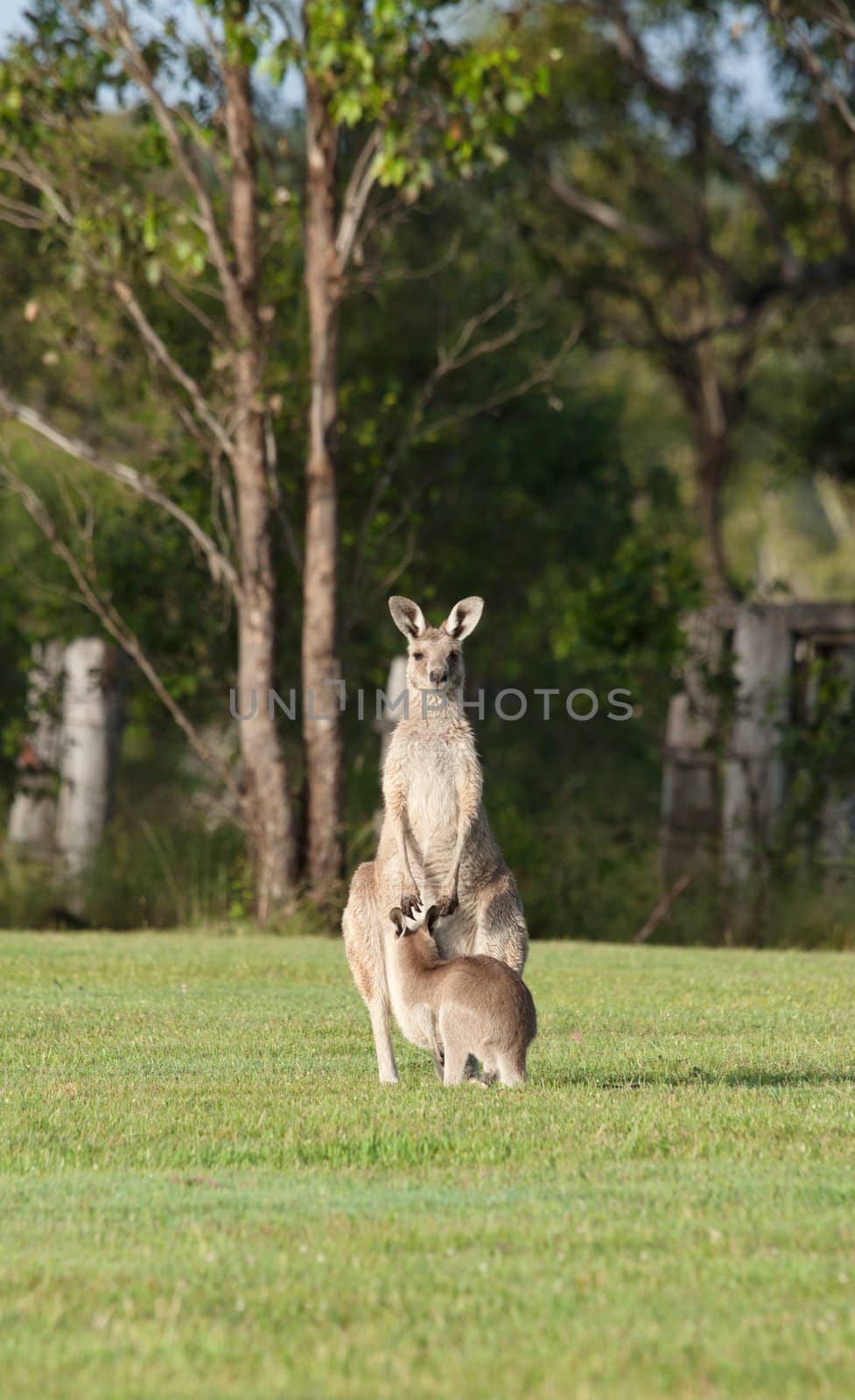 eastern grey kangaroos by clearviewstock