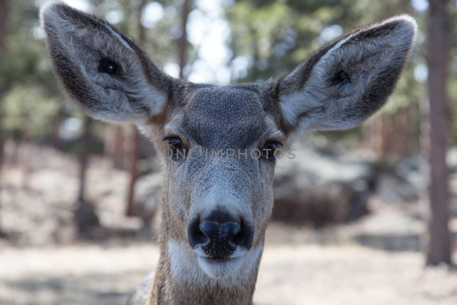 A deer poses for a up close portrait.