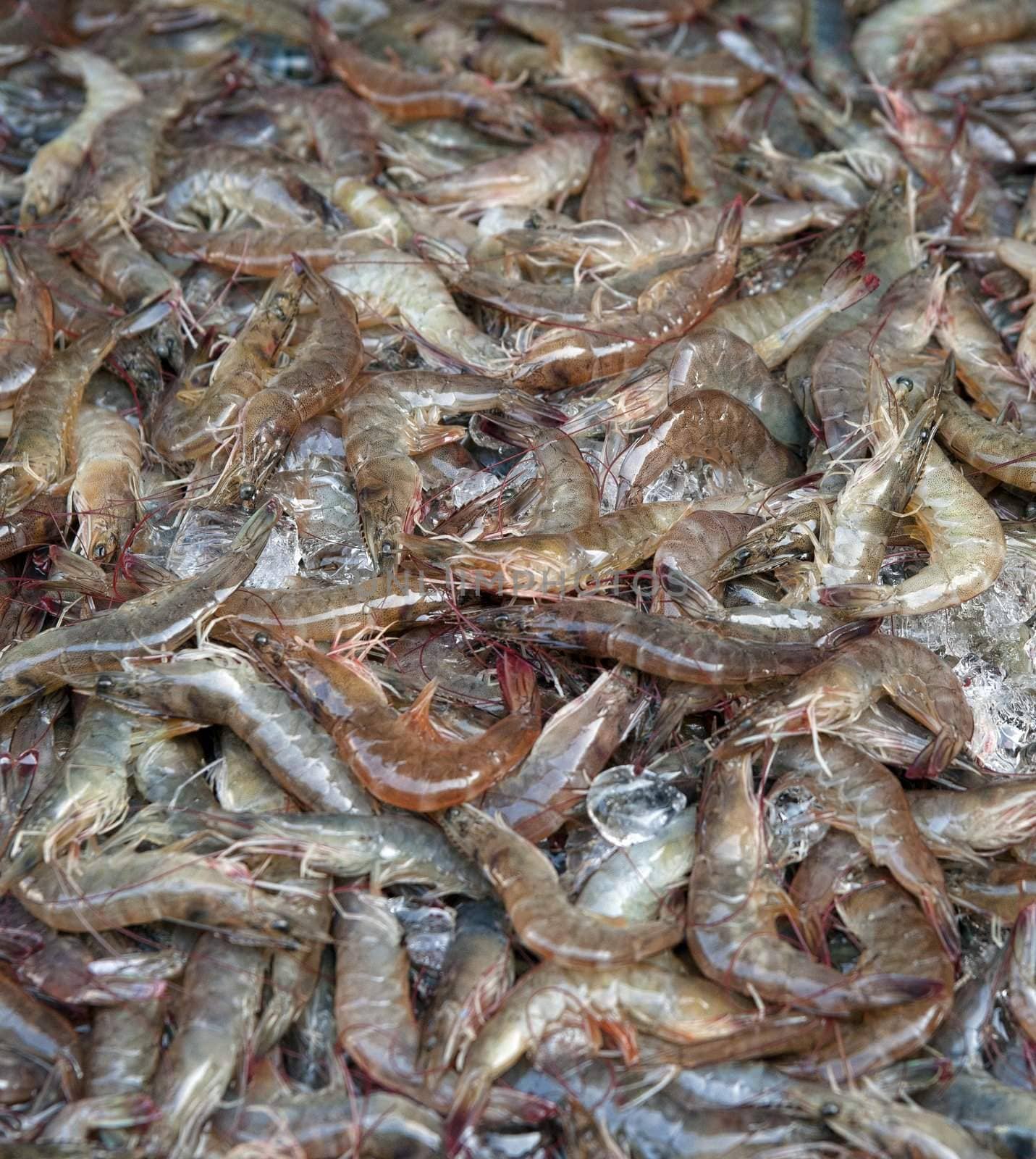 fresh uncooked prawns or shrimps seafood background
