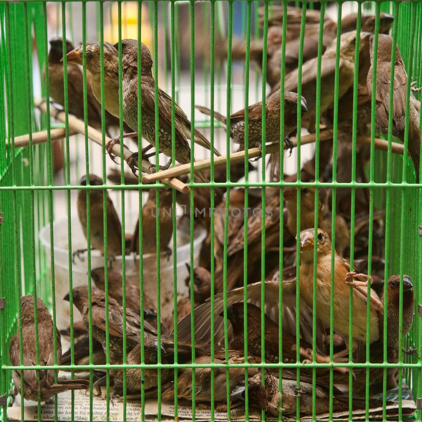 lots of sparrows birds in a cage