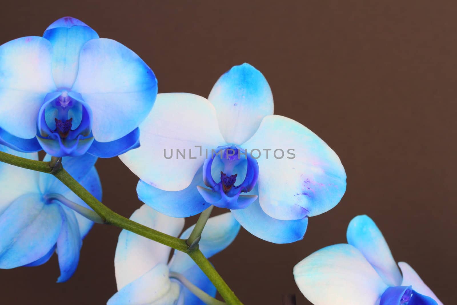 Blue Phalaenopsis Orchid