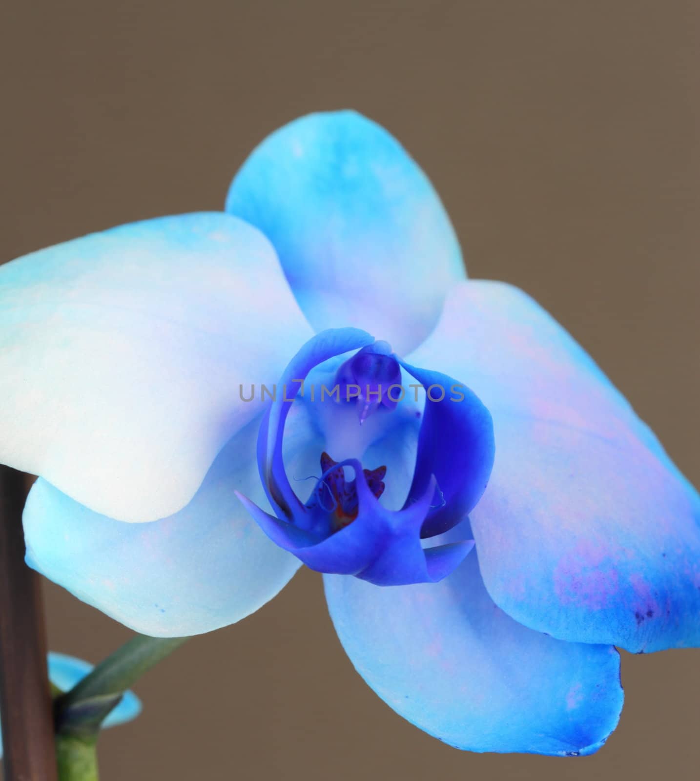 Blue Phalaenopsis Orchid