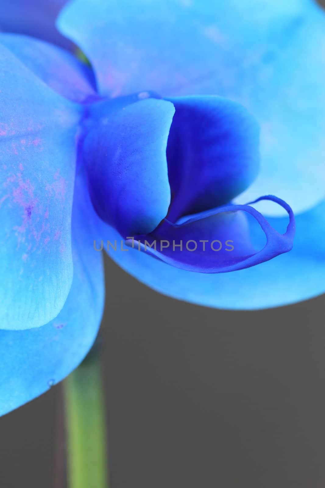 Blue Phalaenopsis Orchid