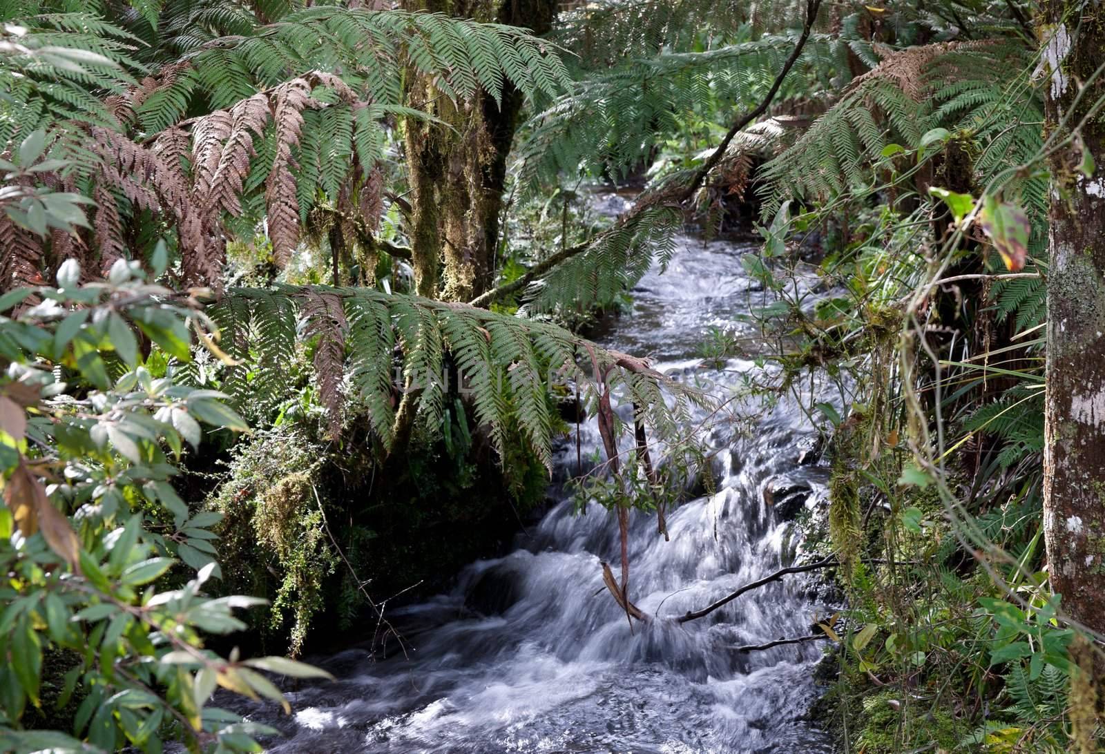 beautiful little stream or river going through the rainforest