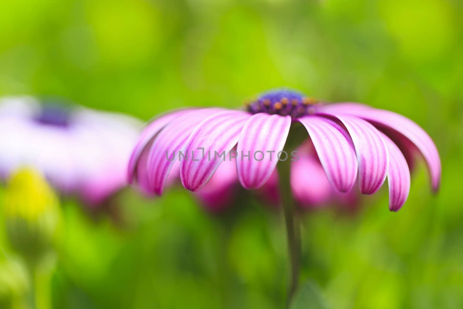 Purple flower petals, close-up.