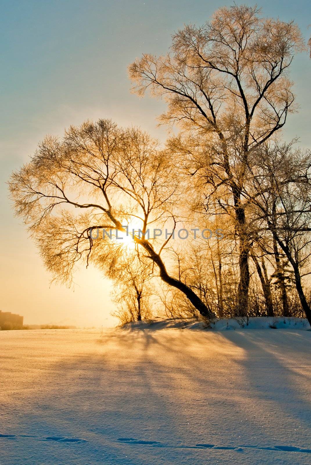 Tree in inei in the sun.