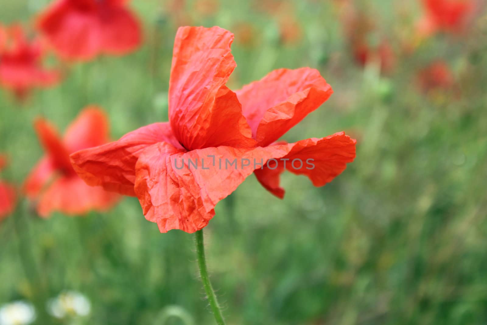 close up of red poppy on meadow