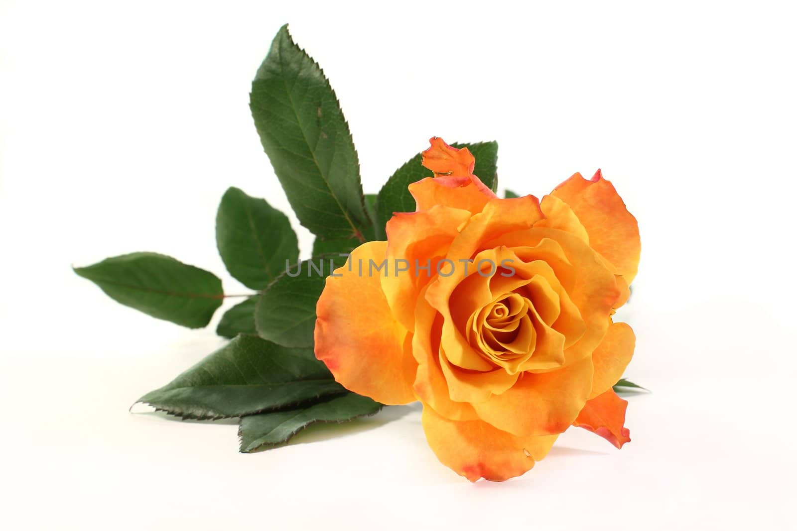 an orange rose on a white background