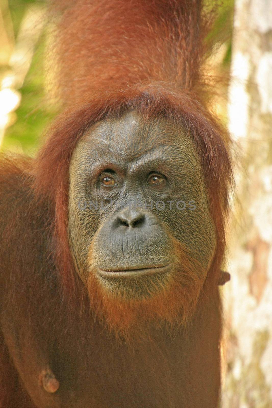 Portrait of female orangutan (Pongo abelii), Sumatra, Indonesia