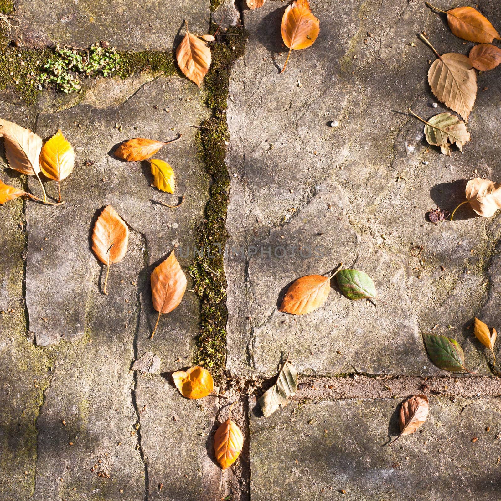 Early leaves of the autumn on a paved path