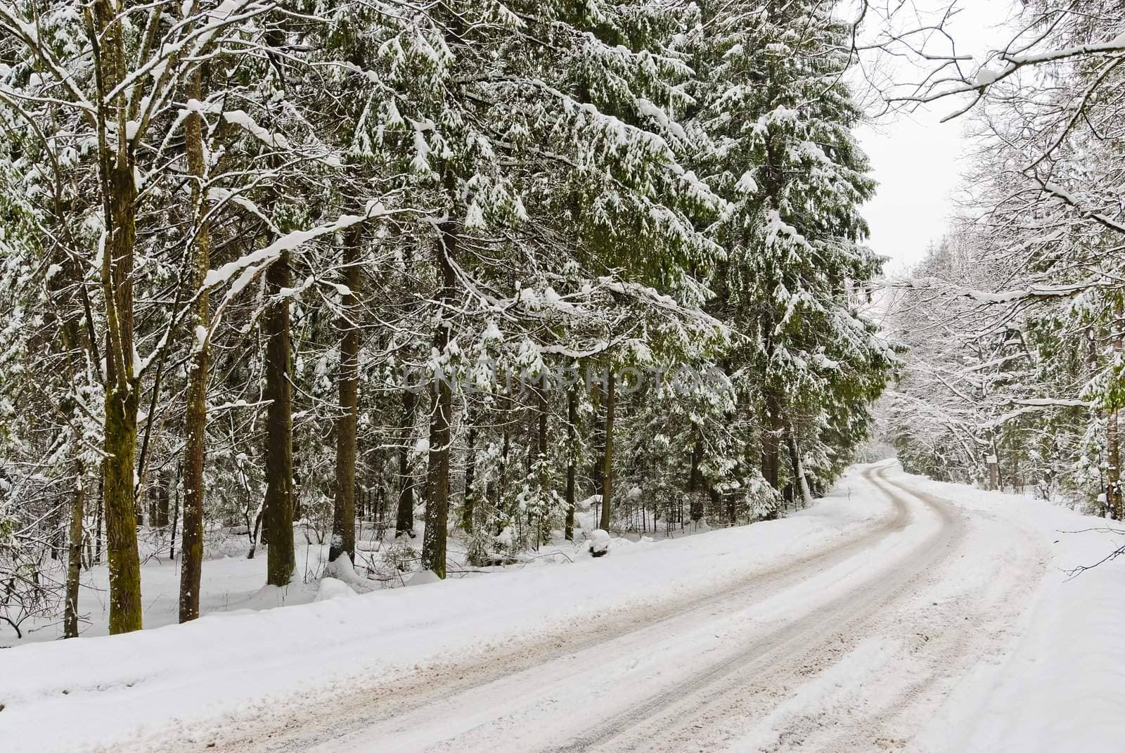 Road in a winter snow-covered wood