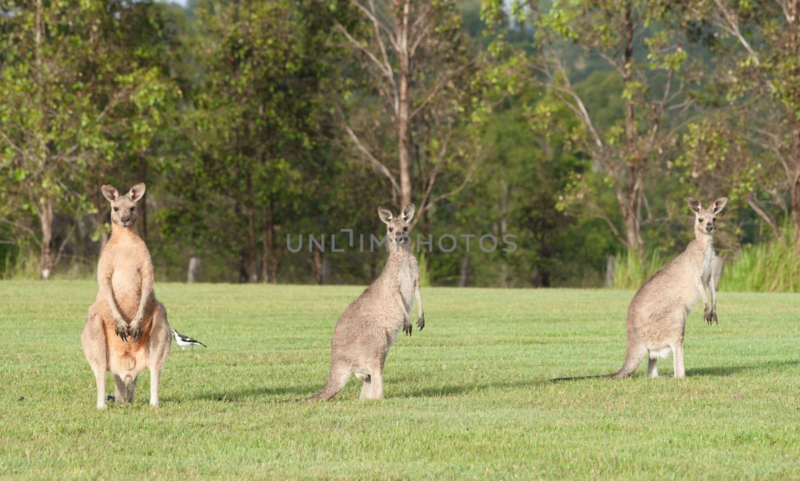 eastern grey kangaroos by clearviewstock