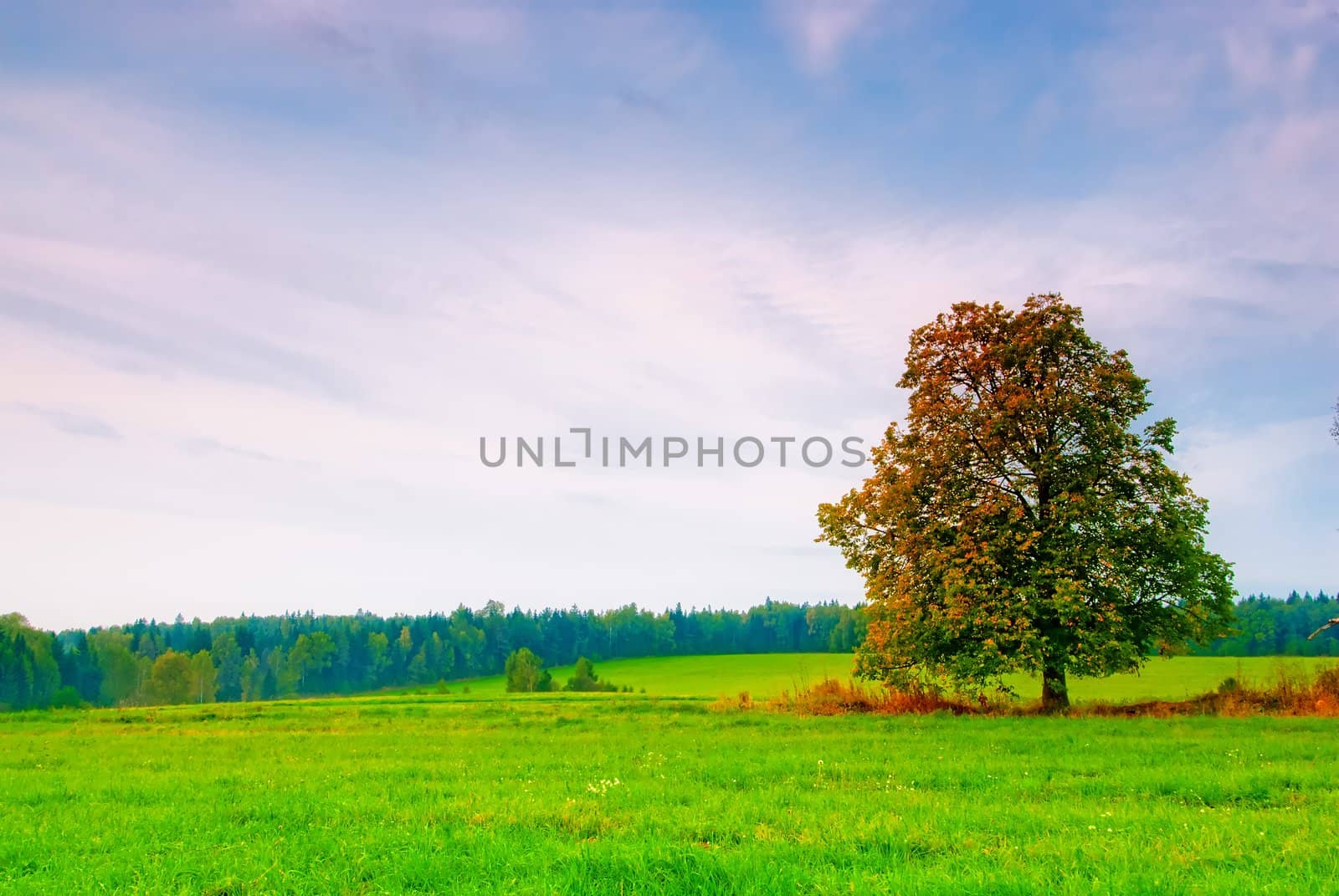 beautiful deciduous tree in a field on a background cloudy sky by kosmsos111