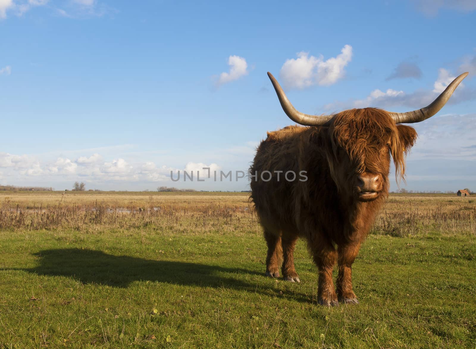 Scottish highlander in the pasture with a blue sky in the background