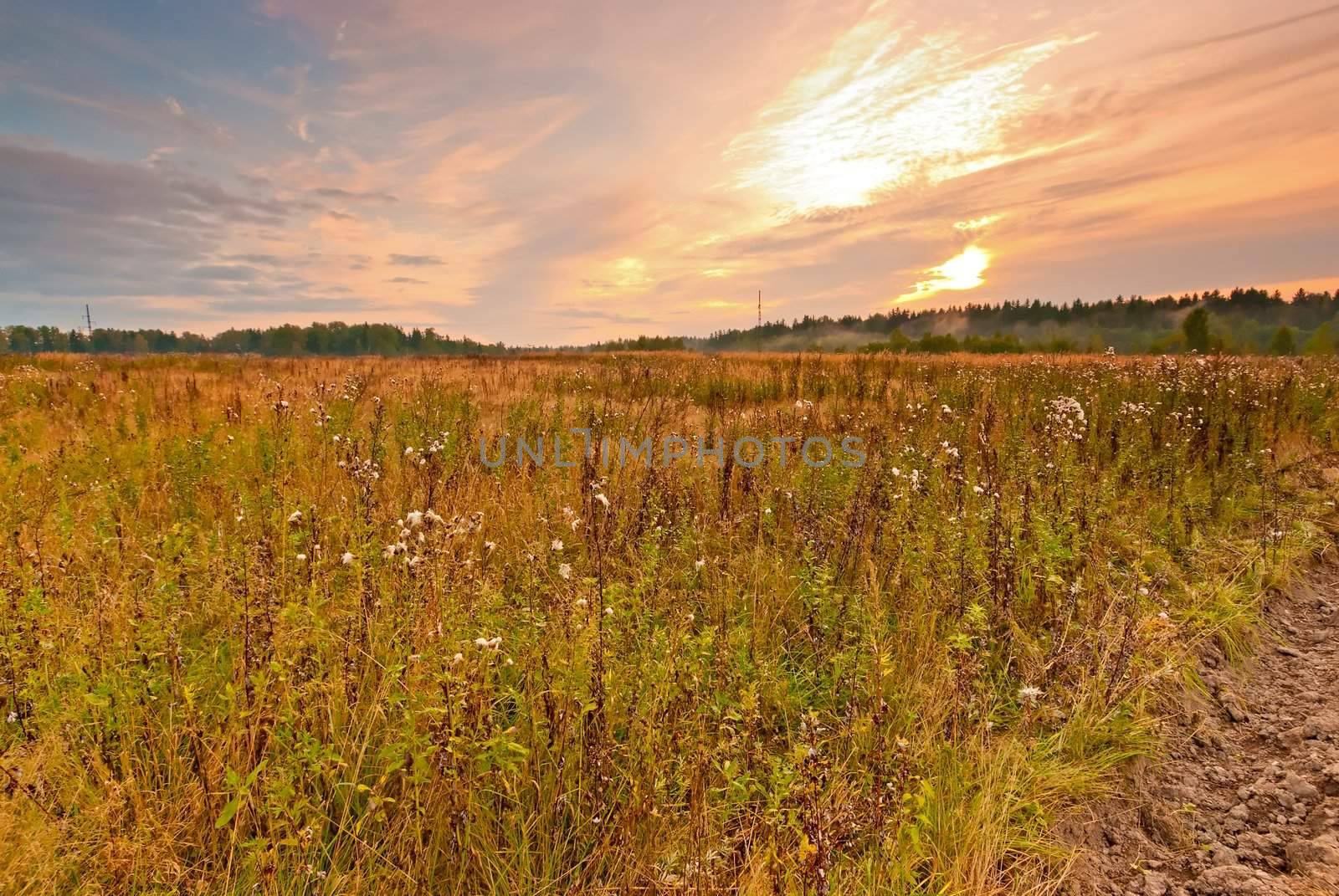 Wild field in central Russia at dawn