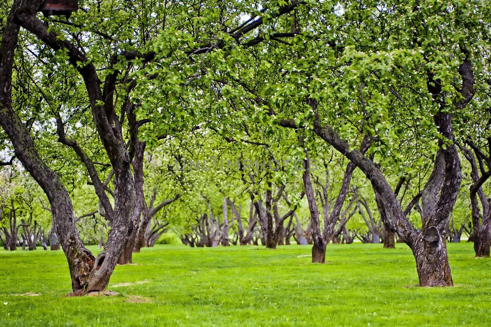 Old apple garden - green alley by kosmsos111