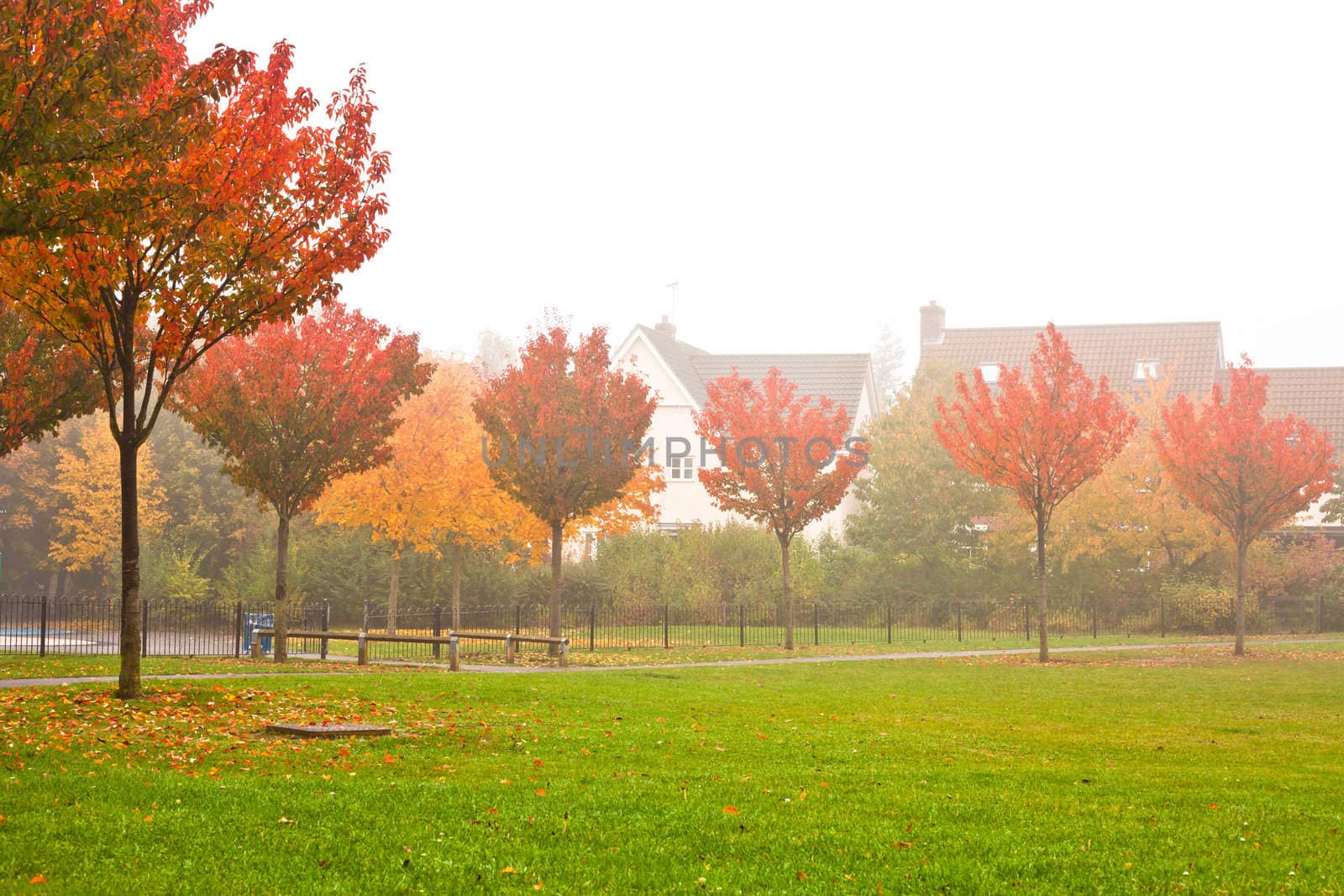 Colorful trees in the autumn mist in the UK