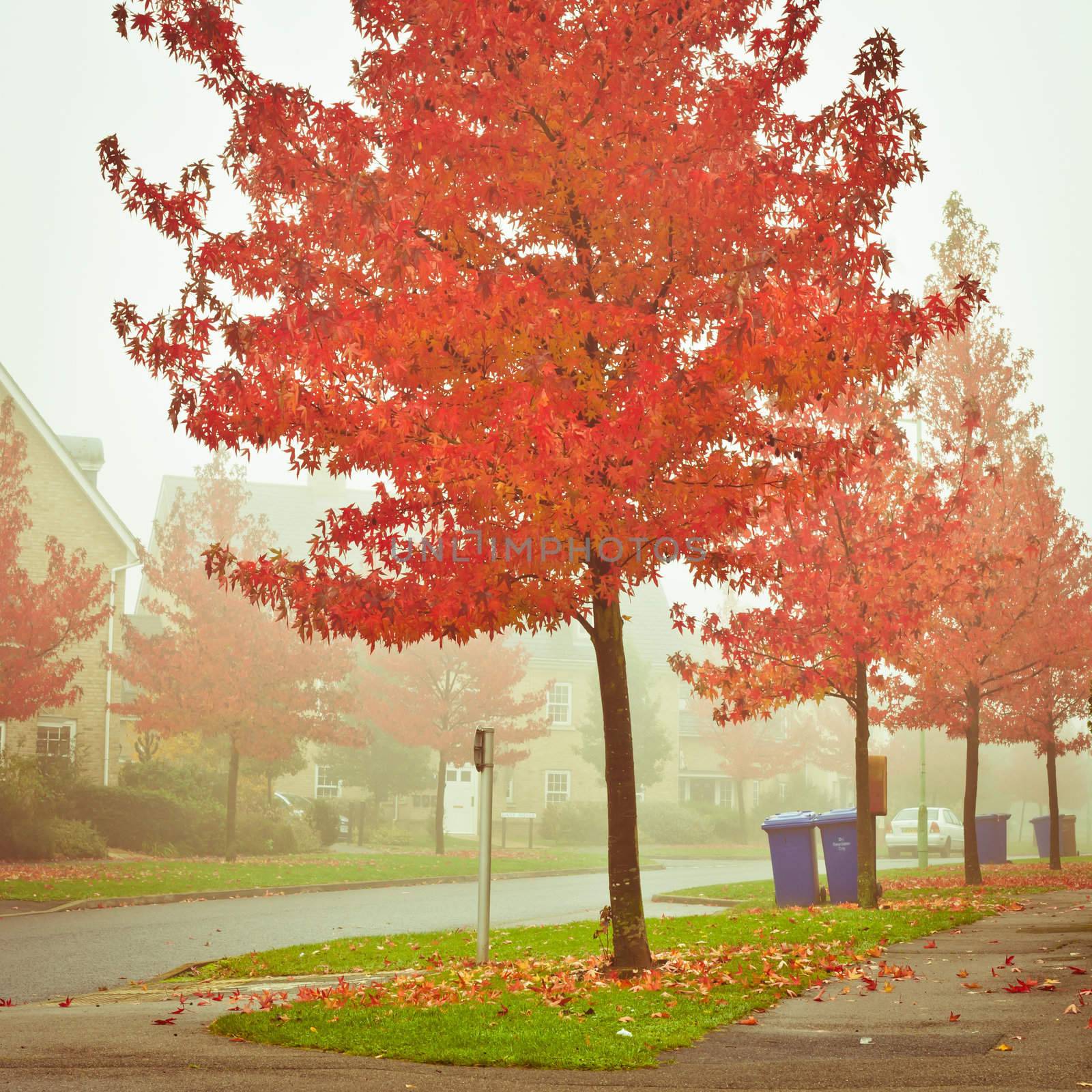 Misty autumn scene in a UK neighbourhood