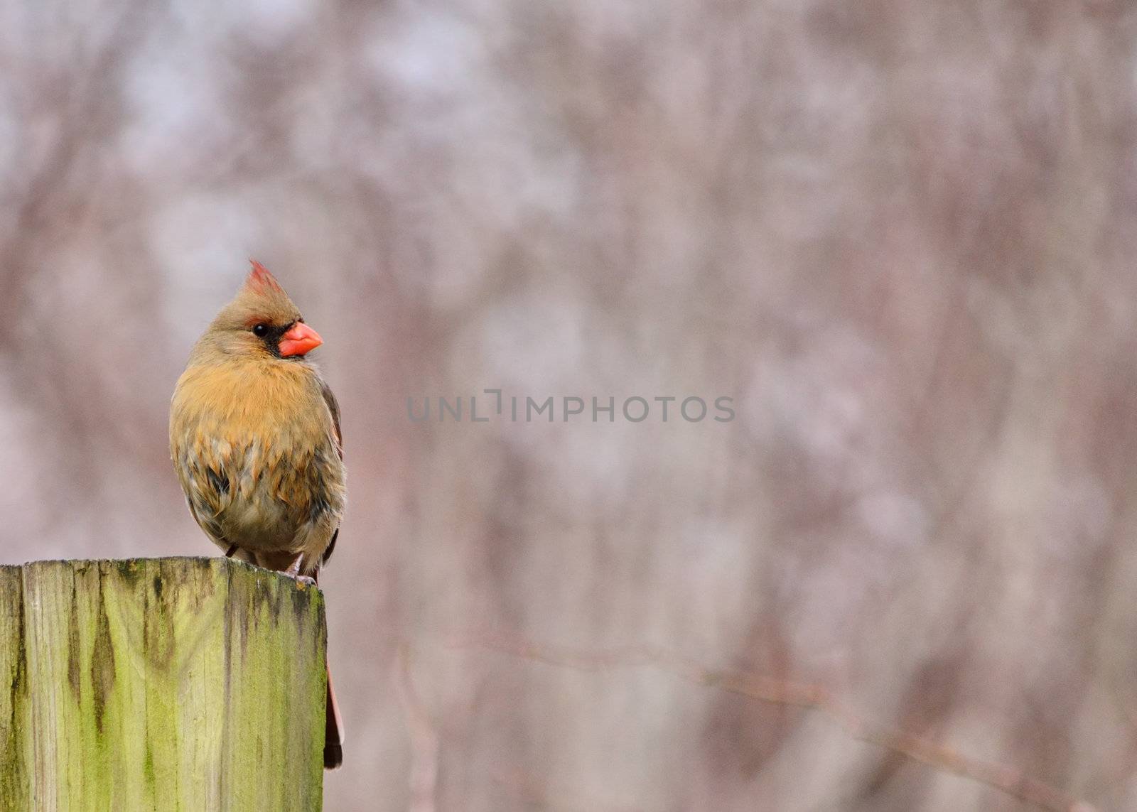 Female Cardinal by brm1949