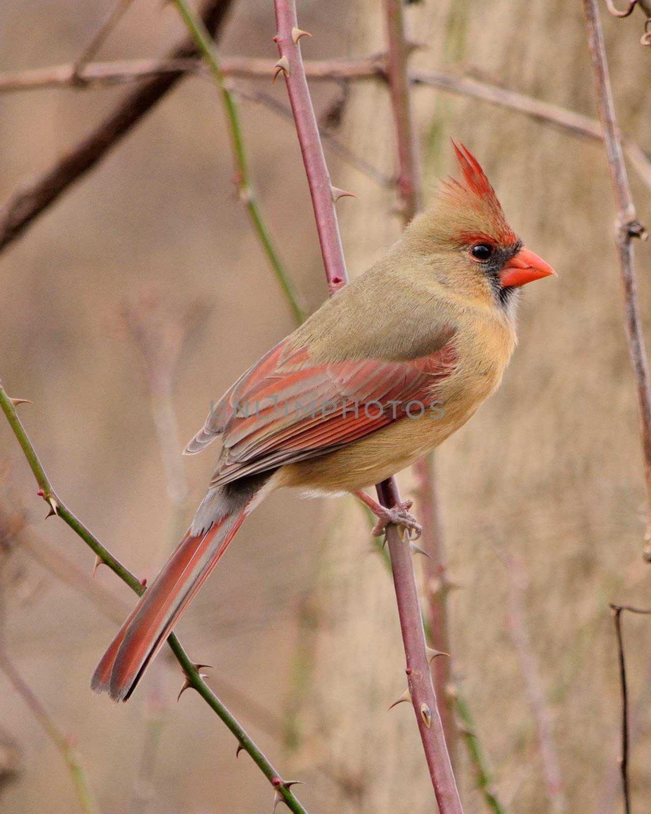 Female Cardinal by brm1949