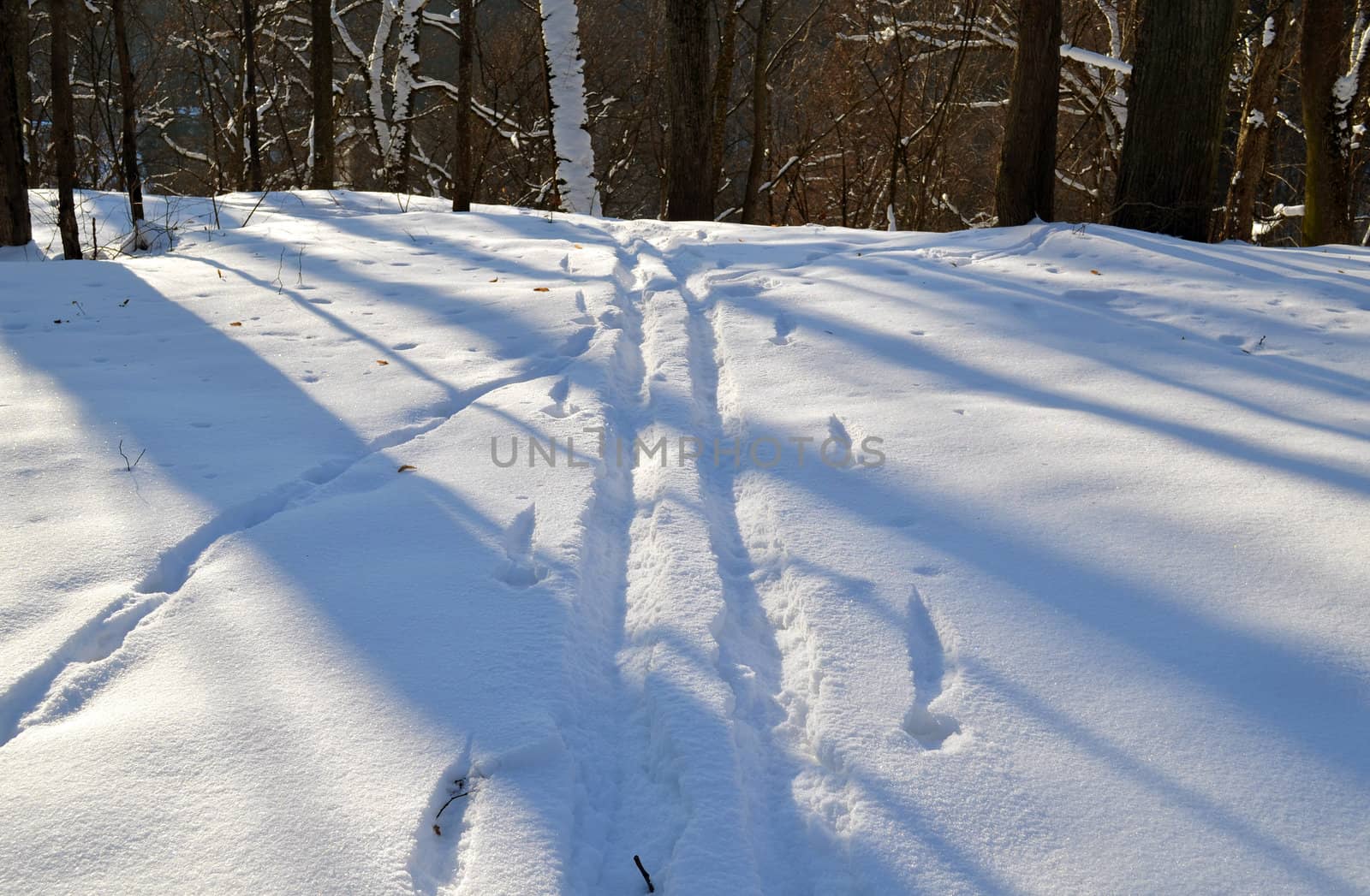 Ski tracks marks in winter park snow among trees by sauletas