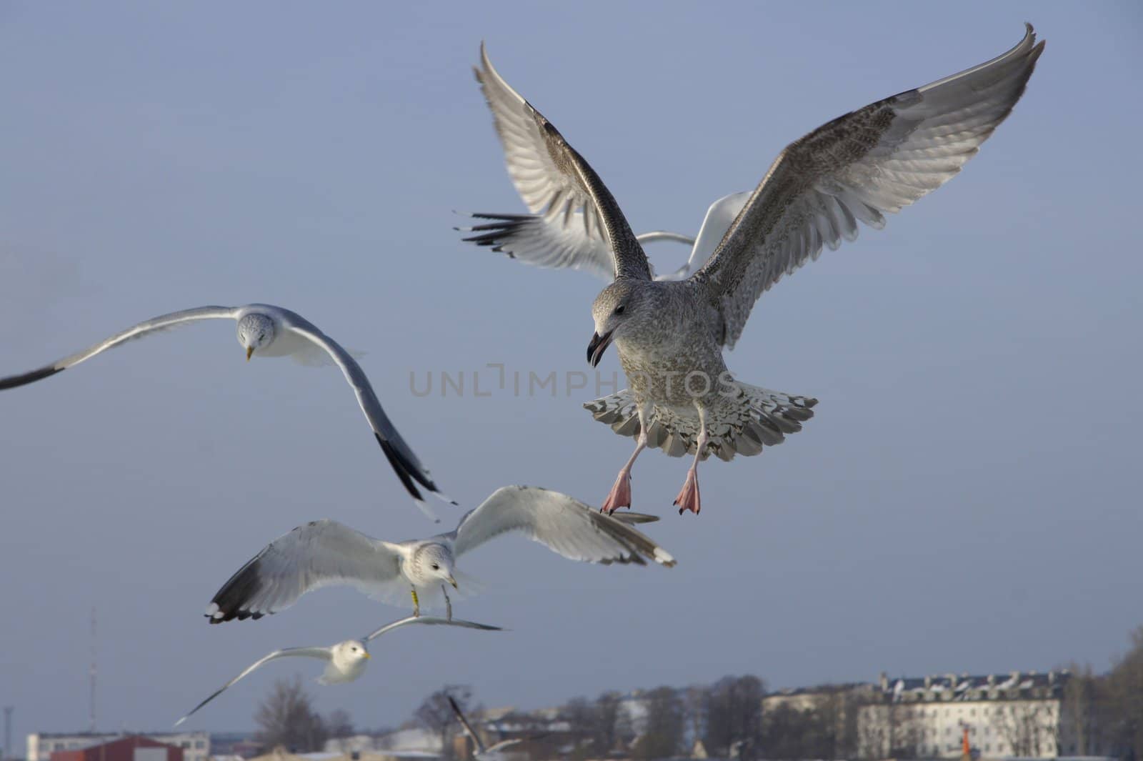 Seagulls on a background of the blue sky