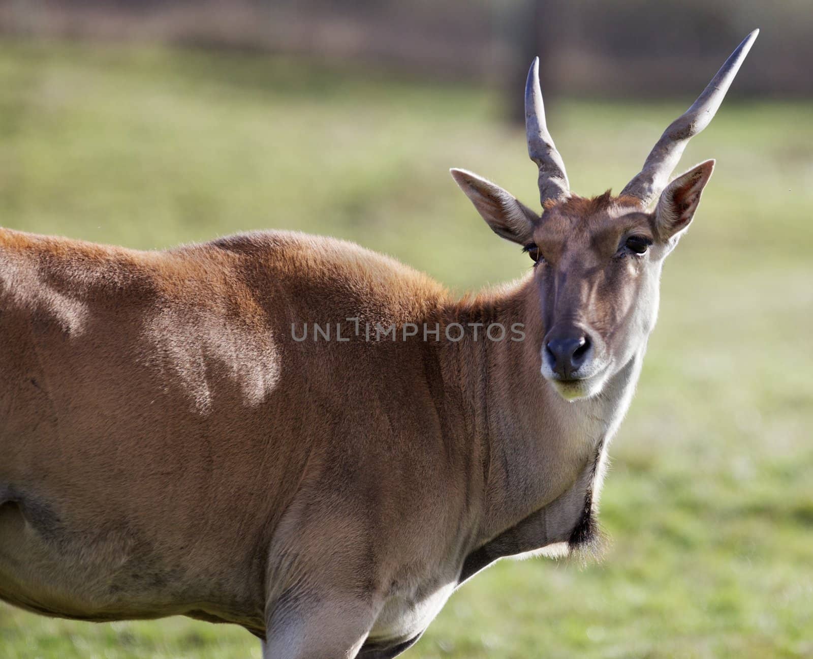 Antelope head turned by bobkeenan