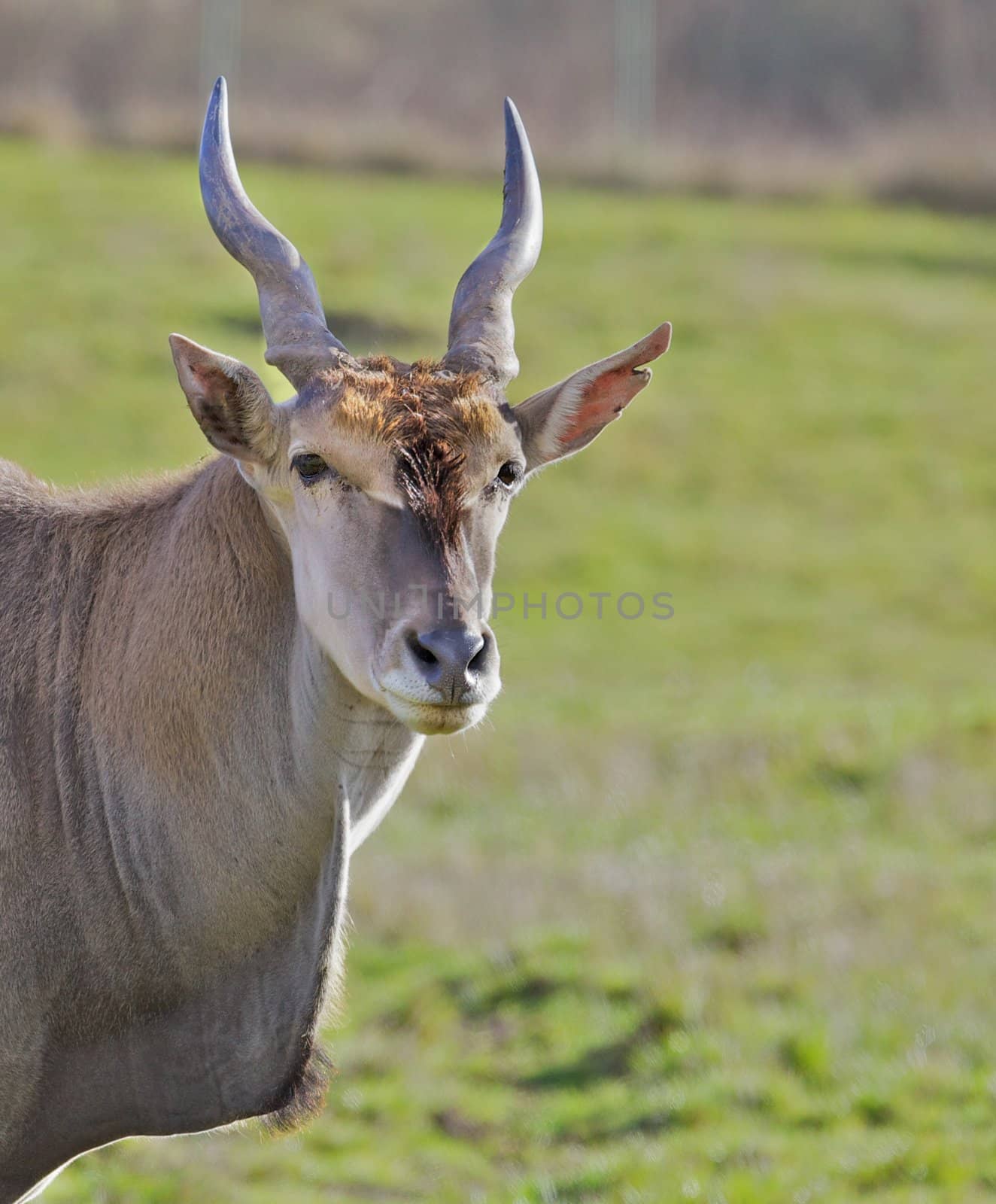 Antelope Head with soft green field in background in vertical profile