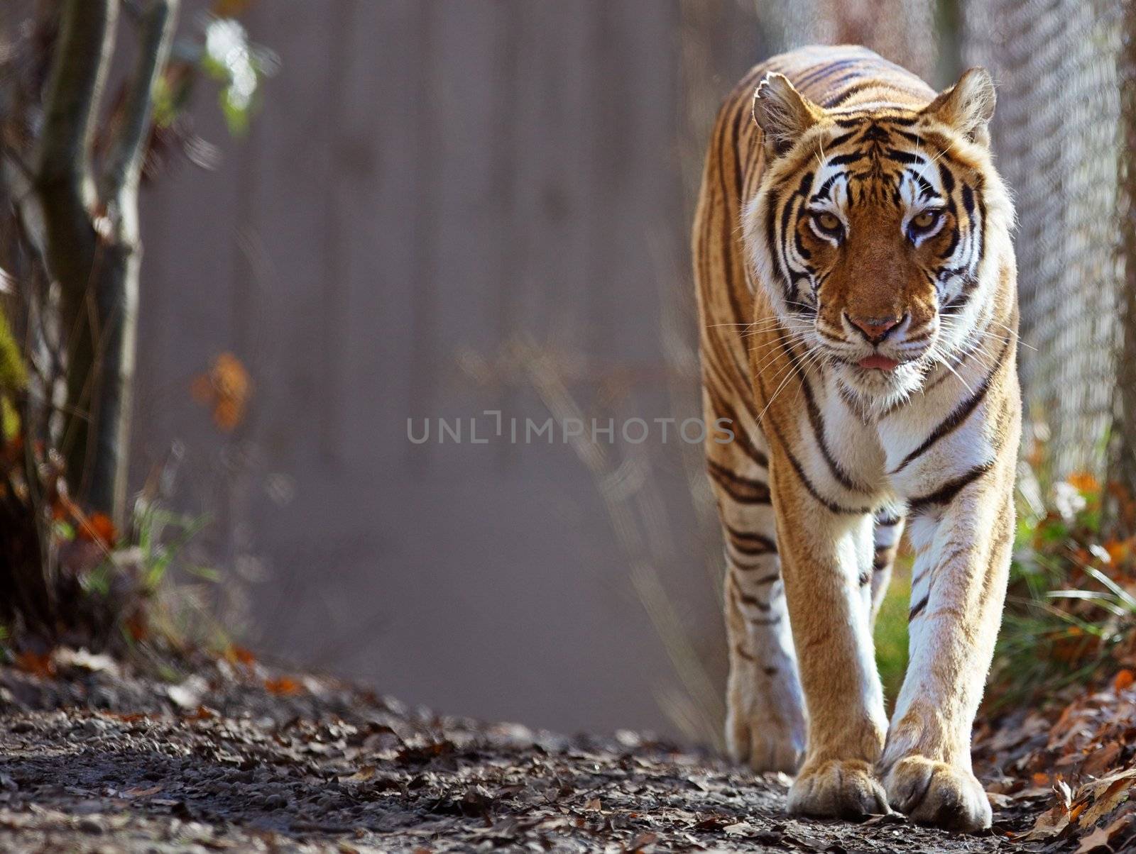 Bengal Tiger prowling at zoo with soft focus background