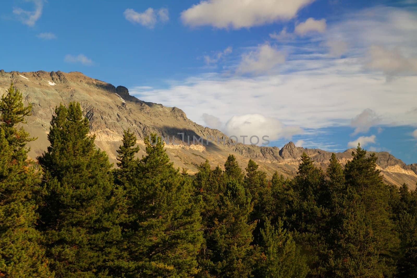 Golden sunset lights a mountain ridge about the treeline with a pine forest in the foreground