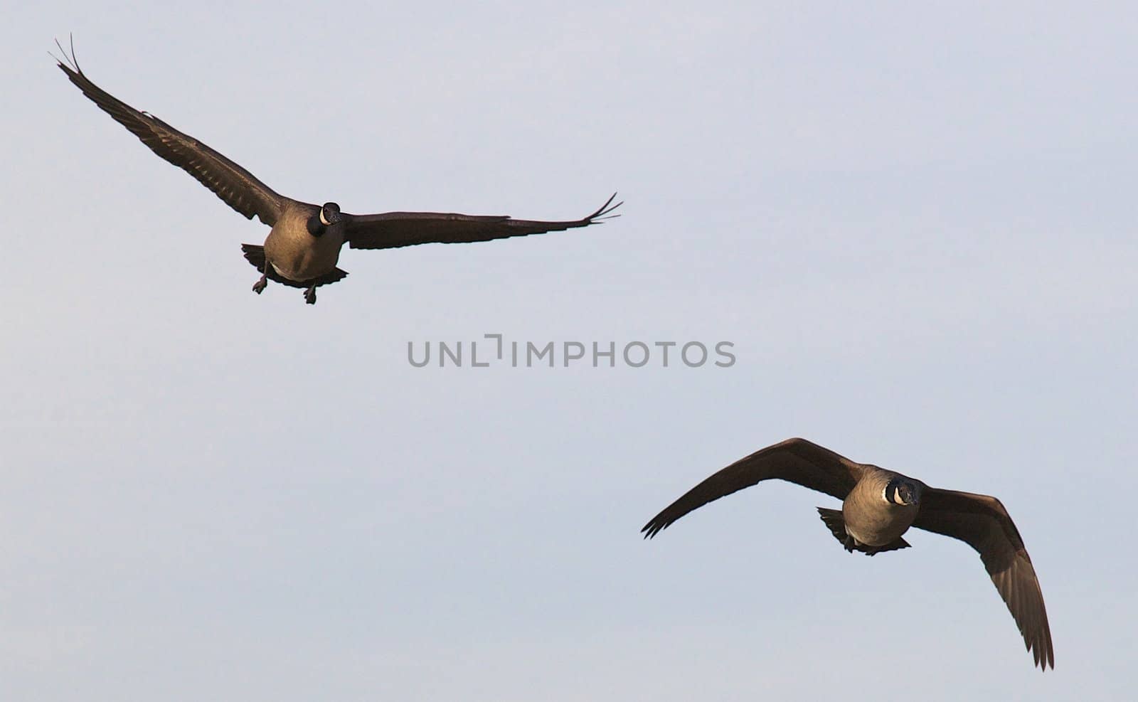 Two ducks in flight againt a light blue sky