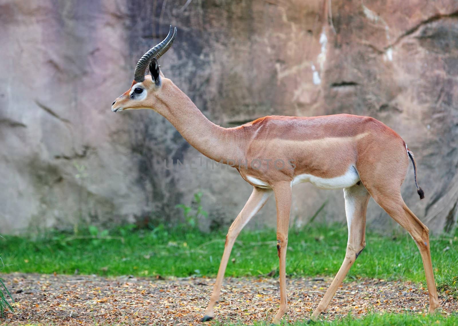 Young two horned gazelle against a soft focus Stone background